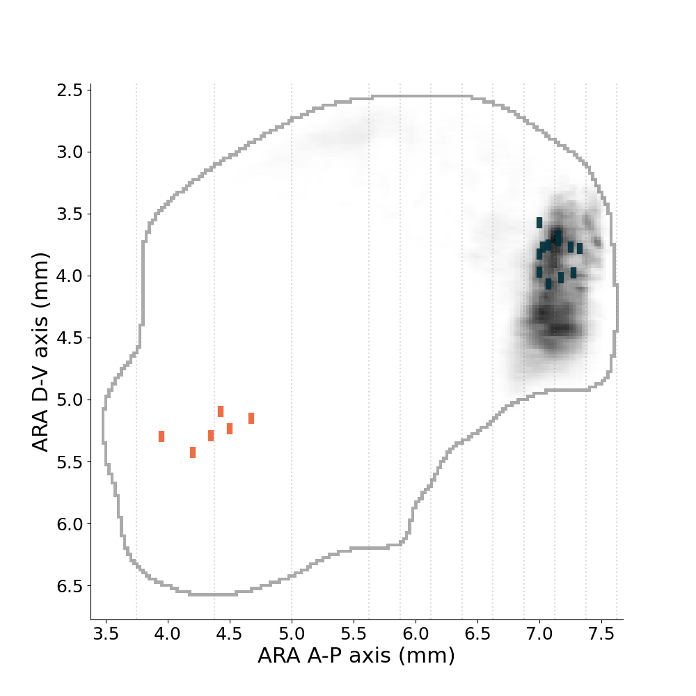 plot fibers in striatum side view